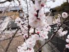 A close up of some light sakura blossoms