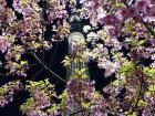 Sakura in front of Tokyo Skytree