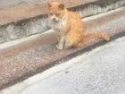 One of the many feral cats in Guangzhou