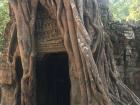 A tree growing out of the walls of Ta Prohm temple