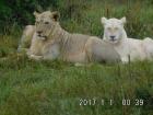 A family of lions we met on our gaming tour