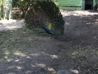 Peacock at Hacienda Cufa
