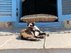 A cat in the streets of Tel Aviv