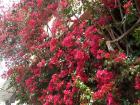 Flowers blossoming in Jerusalem!