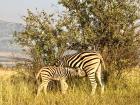 Time for a quick snack for both the mom and the baby zebra