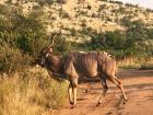This giant horned animal is called a kudu