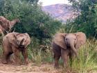 The baby elephants were curious and stopped to wave their trunks at us