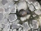 Slaves who misbehaved were tied to a canonball so they could not run away