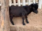 Goat farming and selling goat meat is a common rural job 