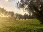 I was happy to be surrounded by so many trees at Appia Antica