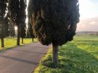 One of the most common trees here in Rome: the Mediterranean cypress