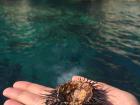 The inside of a sea urchin is the part that animals and humans can eat