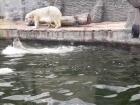 Two polar bears enjoying a lazy Sunday in the sun!