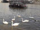 Geese swimming past a river boat