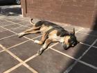 Nena, the neighborhood street dog taking an afternoon nap