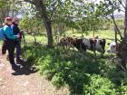 Some of the cows are very interested in passers-by!