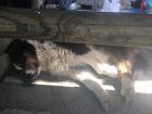 A sleepy farm dog joined us for lunch!