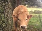 A baby cow (calf) was very interested when we walked by