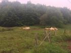The cows in Aubrac have plenty of room to roam in their pastures