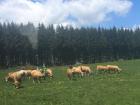 Some cows taking a break from the parade in 2019