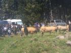 I wonder how the cows can balance these big head pieces!