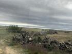 There's an in-between area between the forest and the marsh which has a bunch of these trees