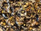 This combination of dates and nuts (also sweetened with honey) is a Mimouna favorite