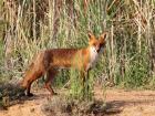 This is a red desert fox, an animal that grows hair between its toes to keep them from being burned by the hot sand