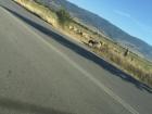 Sheep crossing the road on my way home