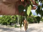 The brown seed pod