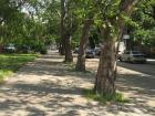 The white poplars create uneven sidewalks 