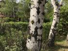 Some white poplars growing by the river