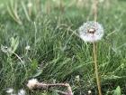 I found seed pods next to this dandelion 
