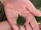 The green, glossy front of the leaf