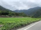 Exploring the rice fields on a cycling adventure