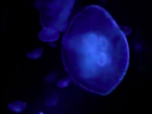 Watching the jellyfish change colors was mesmerizing