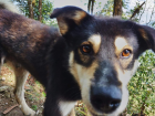 Trail pups