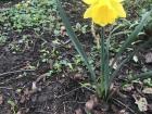 A daffodil up close