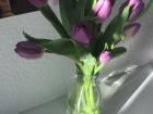 Tulips are another springtime flower
