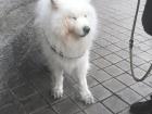 Samoyeds!