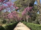 El Retiro park in its full bloom