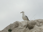 Closer look at this handsome bird