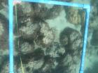 Rubbled Coral - damaged by jet skis or by humans standing on it