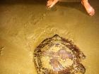 What a huge jellyfish!