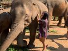 Noticing that Asian elephants can be hairy