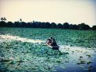 Surprise! Bike Club Rowboats in Lotus Farm
