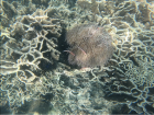 Healthy Corals - hard and soft