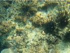 Black sea urchins on top of hard coral