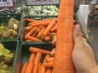 I have never seen carrots this large before!