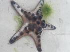 Notice what is sticking out of the tip of this starfish's arms?